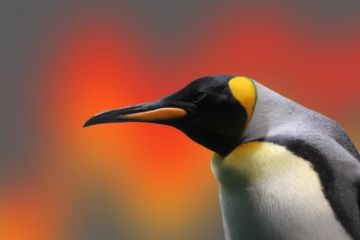 penguin