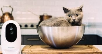 חתול וחברו pawbo